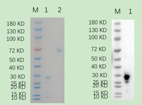 1. PXN<br />2. BSA